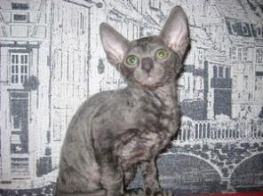 продаются котята корниш рекс