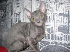 продаются котята корниш рекс