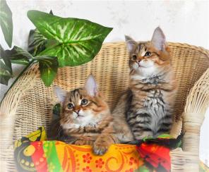 Сибирские котята - лесной окрас для Вас!