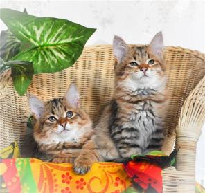 Сибирские котята - лесной окрас для Вас!