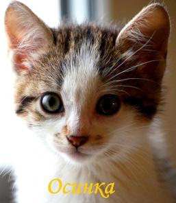 Милая Осинка ищет любящую семью (2 мес)