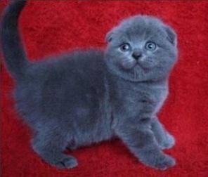 британские и вислоухие шотландские котята