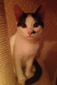 Котенок с розовыми ушками и янтарными глазами