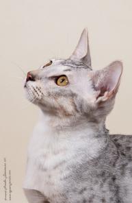 котенок саванна F3