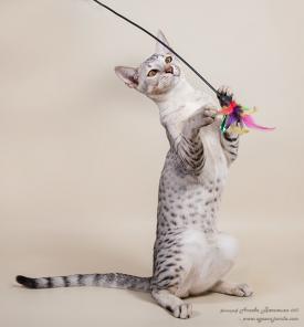 котенок саванна F3