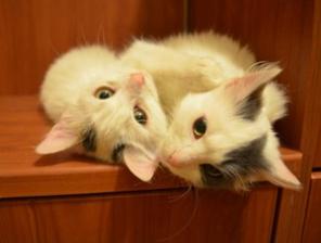 Котята в дар