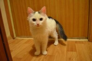 Котята в дар
