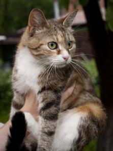 Добрейшая кошка Саша ищет дом.