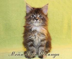 Чистокровные Котята Мейн Кун!