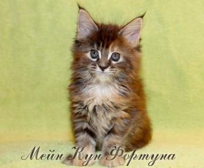 Чистокровные Котята Мейн Кун!