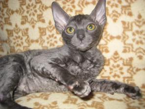 продаются котята корниш рекс