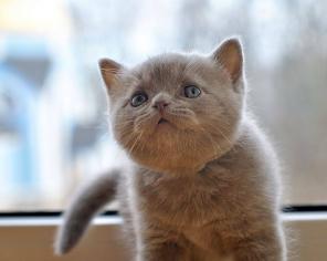 Британские котята