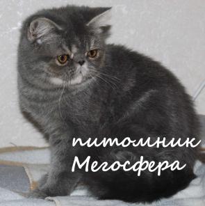 Голубая плюшевая экзоточка