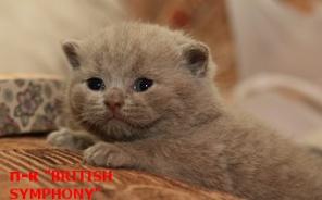 Питомник british symphony – британские котята.