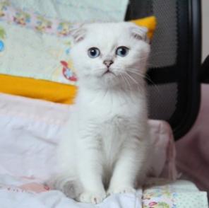 Вислоухая шиншилла поинт.