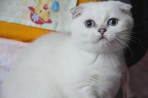 Вислоухая шиншилла поинт.