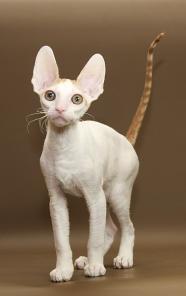 Корниш-рекс котята - эксклюзивное предложение от питомника.