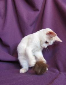 Котенок - Снежок