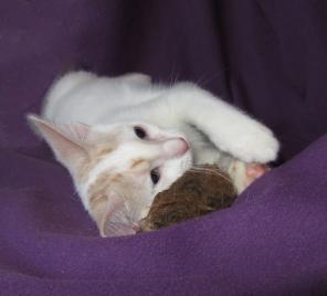 Котенок - Снежок