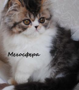 Персидский котик Арнольд