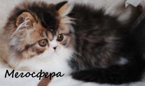 Персидский котик Арнольд