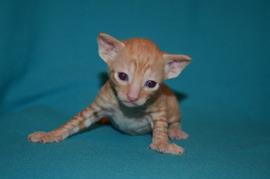Роскошные котята корниш рекса