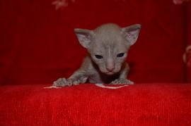 Роскошные котята корниш рекса