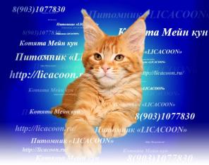 Мейн Кун - Чистокровные Котята!