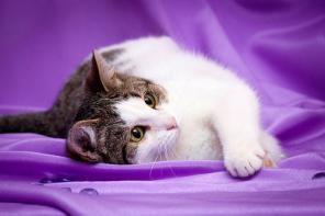 Котенок Тимоша. 4 месяца. В дар.