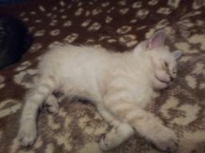 Котенок ищет хозяина!