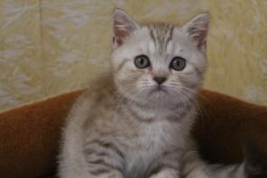 Шотландские вислоухие и прямоухие котята