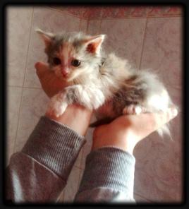 Маленькие и красивые котята в добрые руки