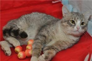 Роскошный кот Марсель ищет хозяев.