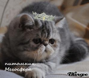 Экзотические короткошерстные котята