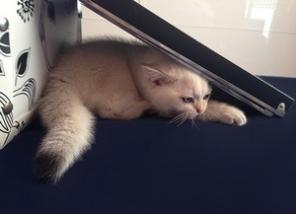 Британский котенок