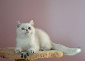 Британский котенок