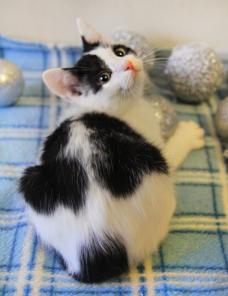 Котенок Костик, розовый носик, в дар