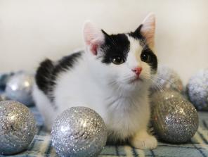 Котенок Костик, розовый носик, в дар
