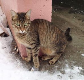 Кошечка ищет дом!
