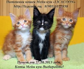 Чистокровные Котята Мейн Кун!
