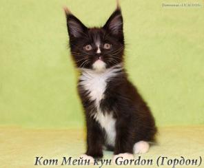 Чистокровные Котята Мейн Кун!