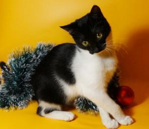 Веселая Мурашка, котенок в добрые руки!