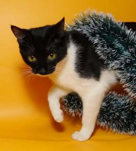 Веселая Мурашка, котенок в добрые руки!