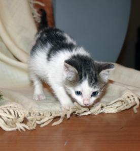 Котятки Пират и Руся ищут дом!