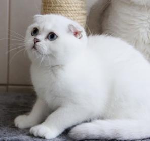Вислоухая шиншилла с васильковыми глазами