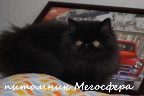 Персидские котята
