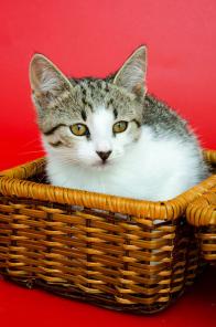 Микки - ласковый котенок в дар!