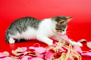 Микки - ласковый котенок в дар!