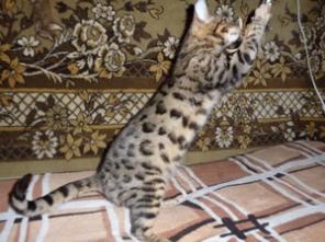 Бенгальские котята по доступной цене