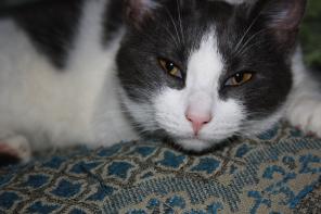 Два дивных котика